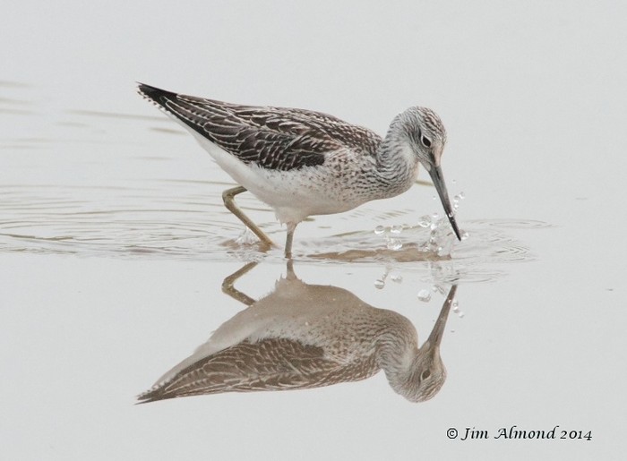 Greenshank