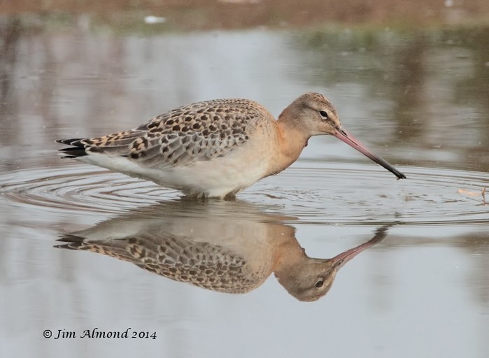 Black-tailed Godwit