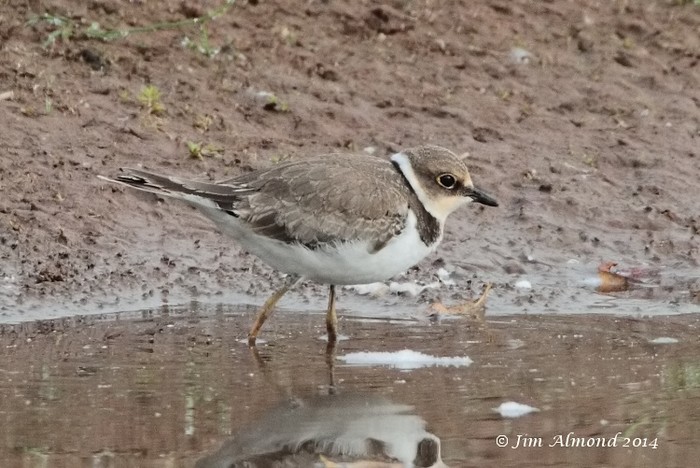 Little Ringed Plover