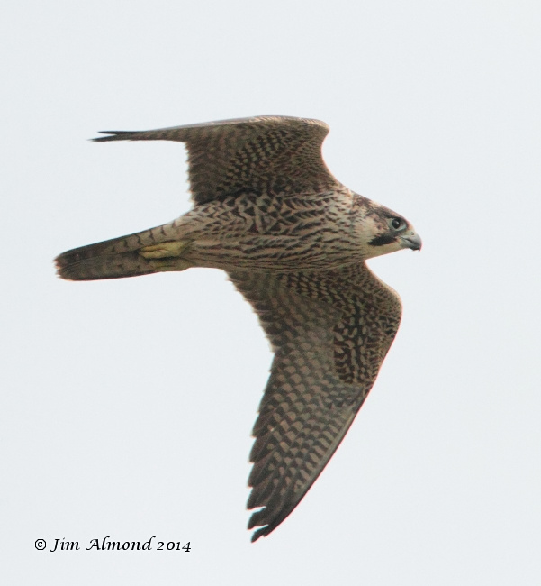 Peregrine