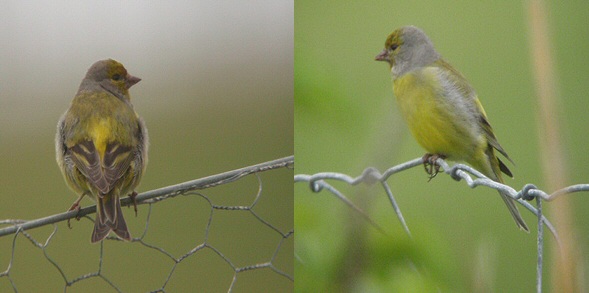 Citril Finch