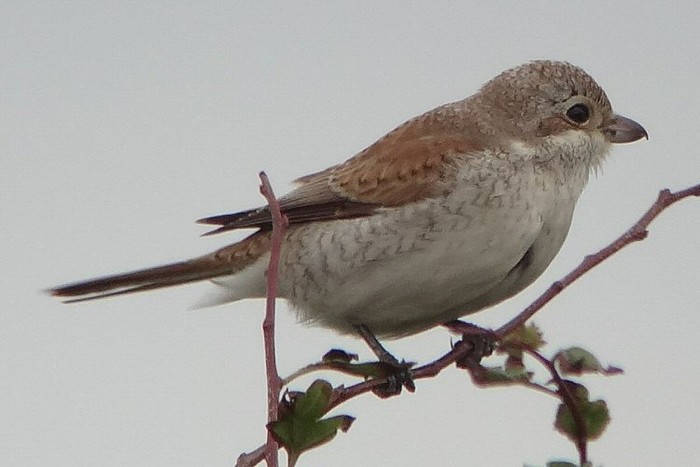 Red-backed Shrike