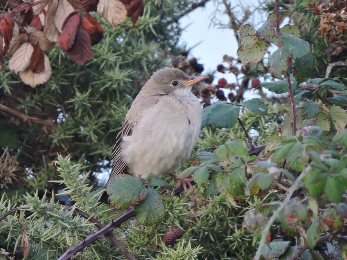 Rose-coloured Starling