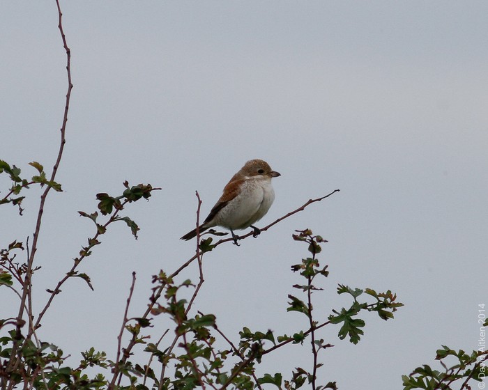 Red-backed Shrike
