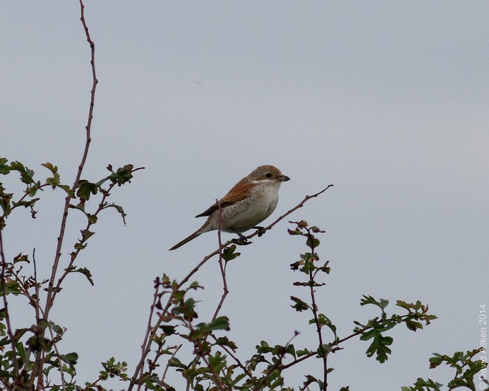 Red-backed Shrike