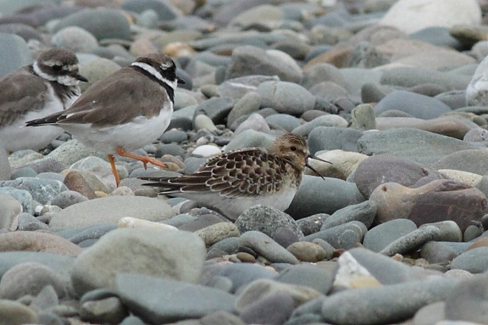 Baird's Sandpiper