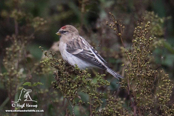 Hornemann's Arctic Redpoll