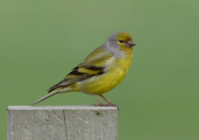 Citril Finch