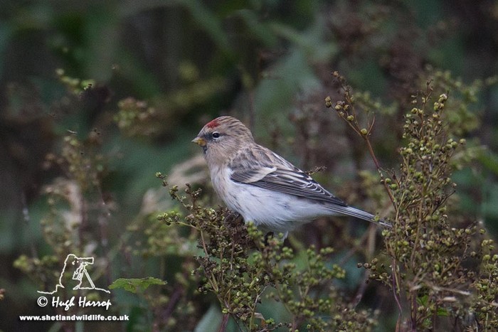 Hornemann's Arctic Redpoll