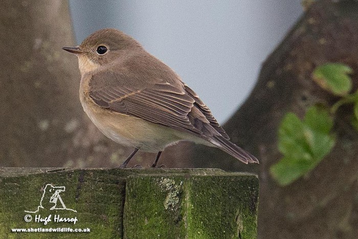 Red-breasted Flycatcher
