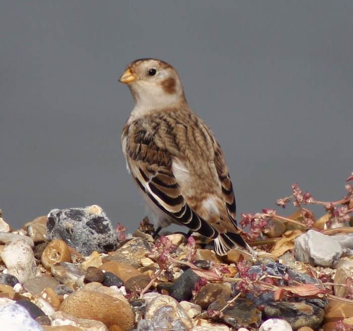 Snow Bunting