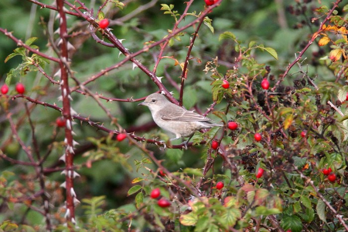 Barred Warbler