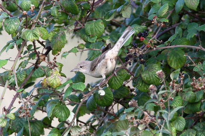 Barred Warbler