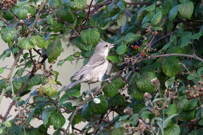 Barred Warbler