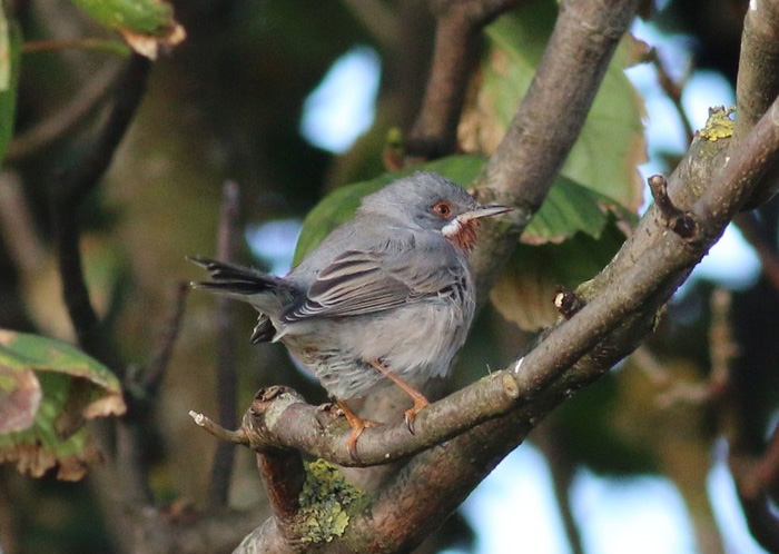 Eastern Subalpine Warbler
