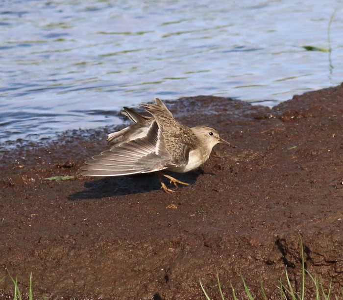 Temminck's Stint