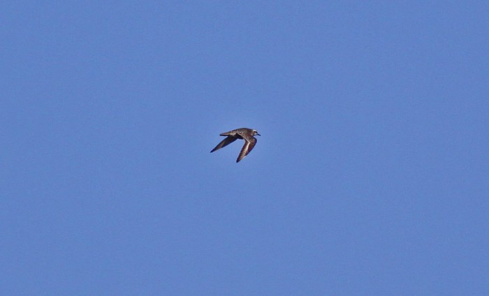American Golden Plover