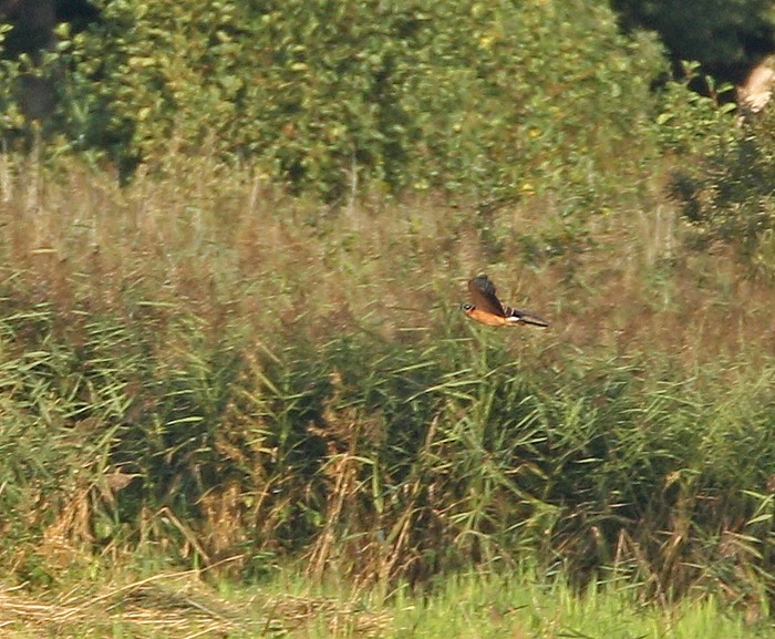 Pallid Harrier