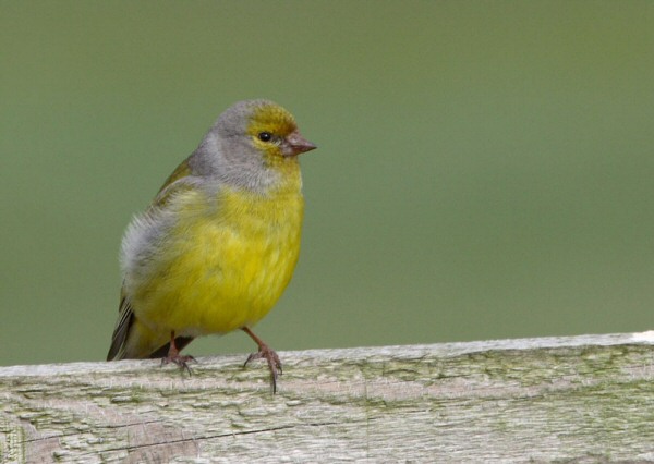 Citril Finch