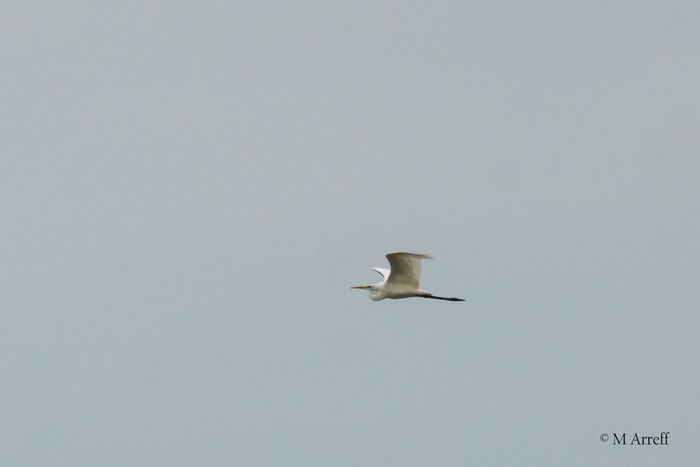 Great White Egret