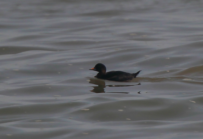 Common Scoter