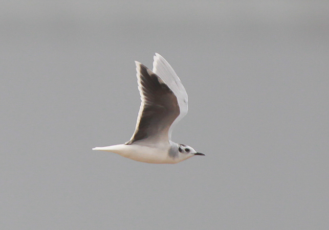 Little Gull