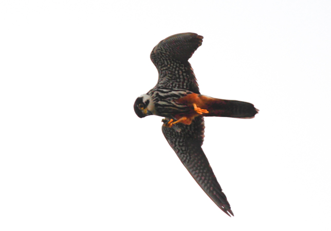 Hobby