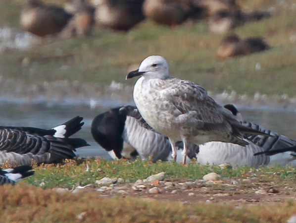 Caspian Gull