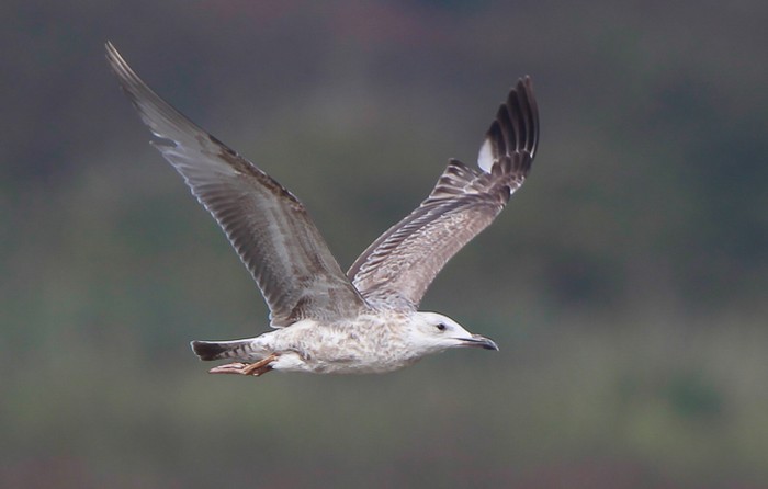 Caspian Gull
