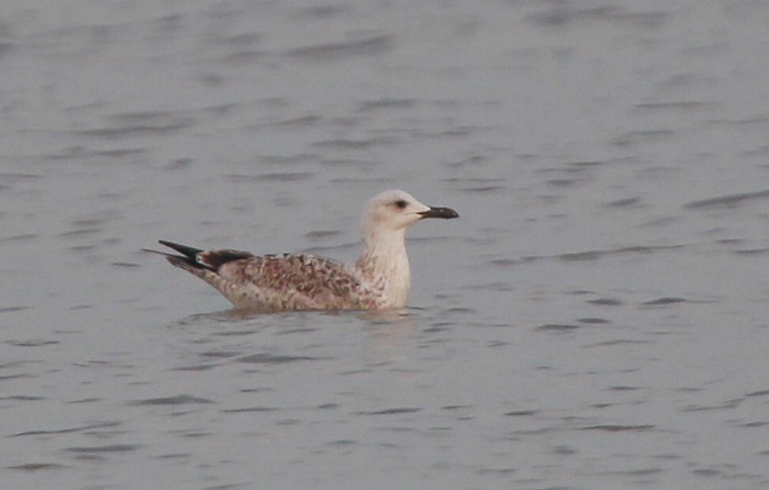 Caspian Gull
