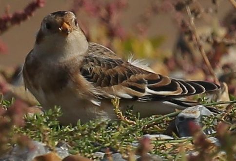 Snow Bunting