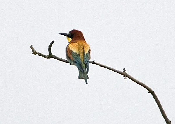 Bee-eater