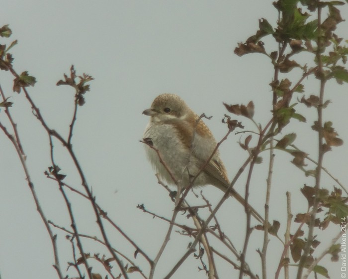 Red-backed Shrike