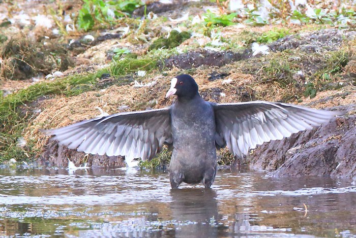 Coot