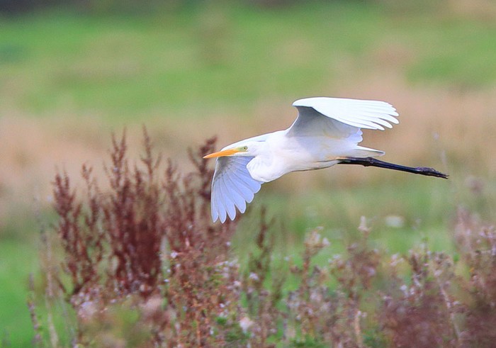 Great White Egret
