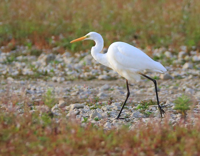 Great White Egret
