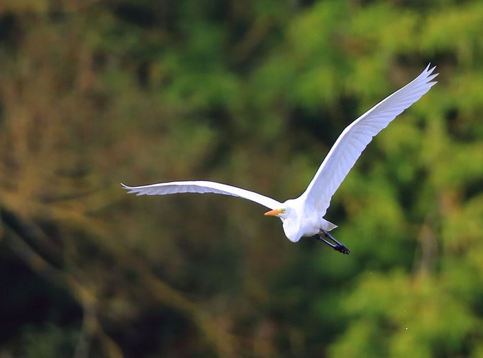 Great White Egret