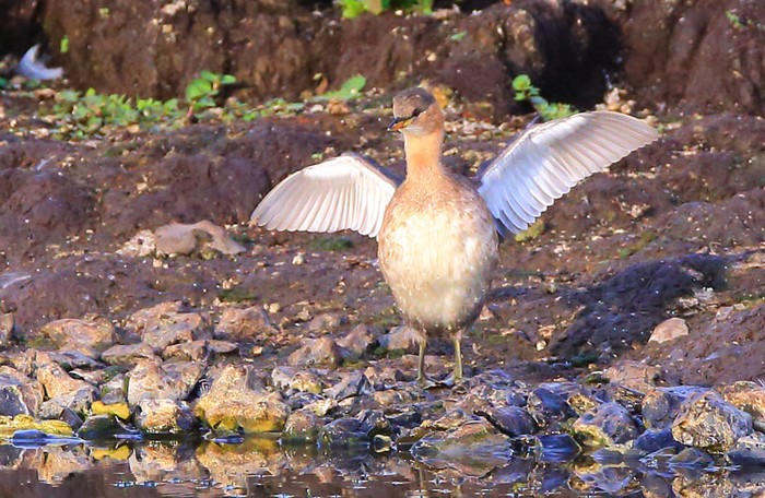 Little Grebe