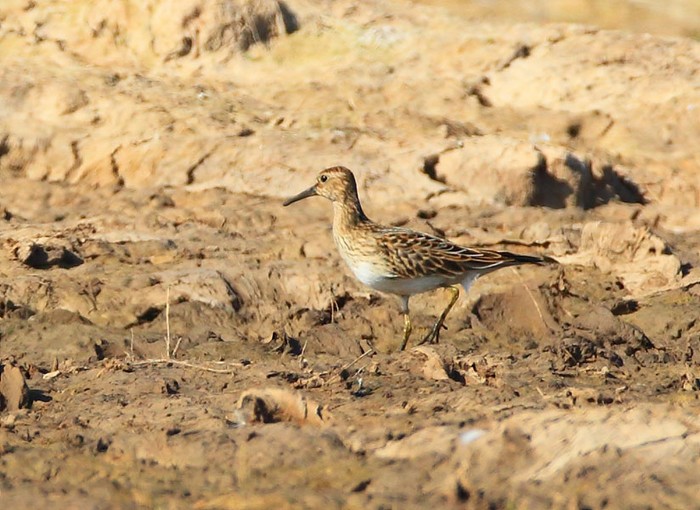 Pectoral Sandpiper