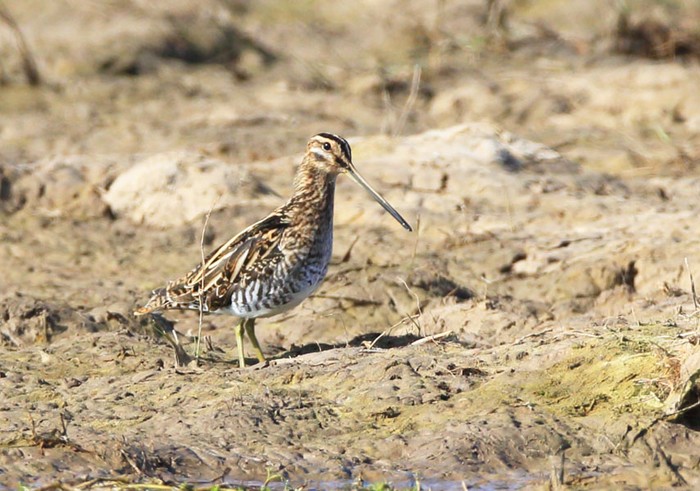 Snipe