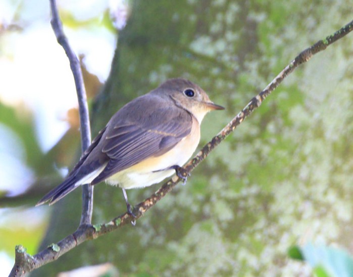 Red-breasted Flycatcher