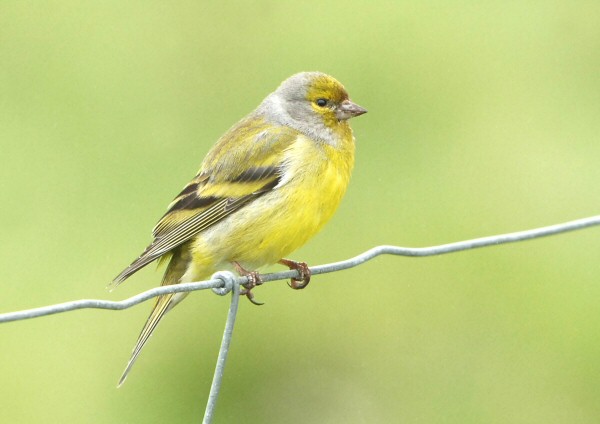 Citril Finch