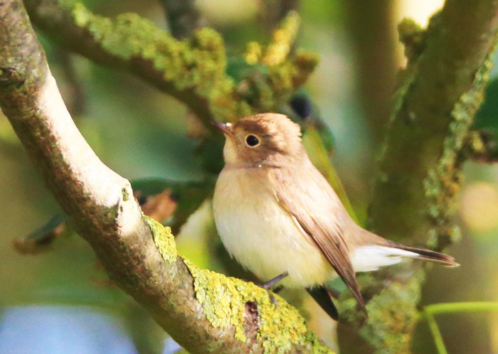 Red-breasted Flycatcher
