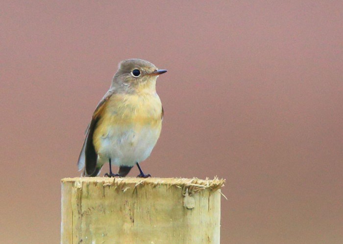 Red-breasted Flycatcher