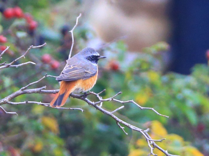 Redstart