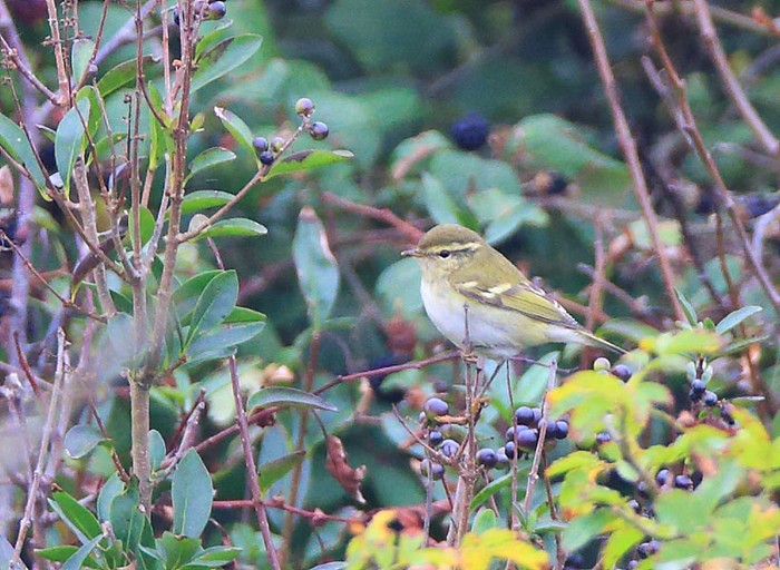 Yellow-browed Warbler