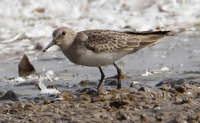 Temminck's Stint