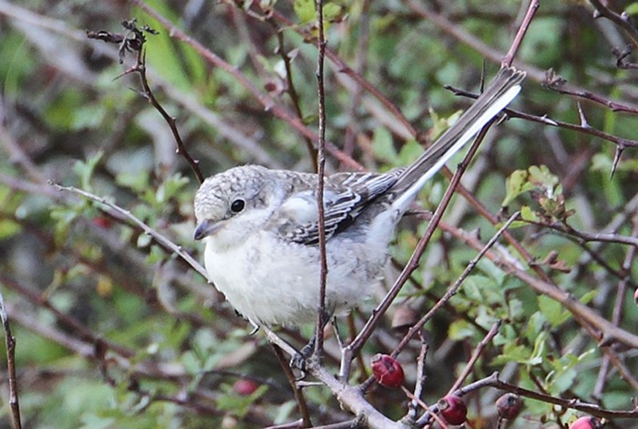 Masked Shrike