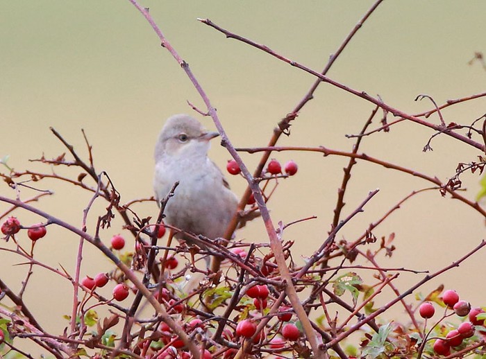 Barred Warbler