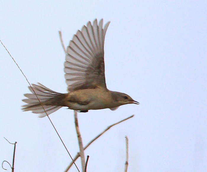 Barred Warbler